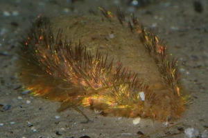 Morski miš - postoji li takva životinja? Morski miš - postoji li takva životinja?